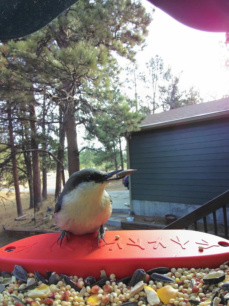 General Pygmy Nuthatch comparison