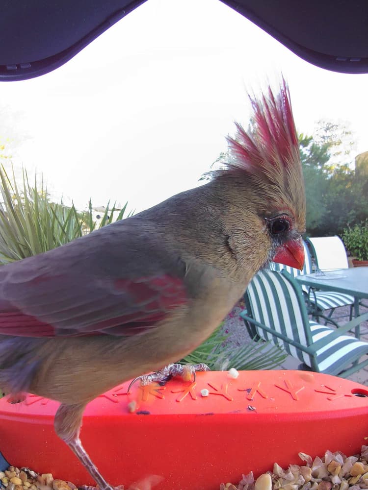 General Pyrrhuloxia comparison