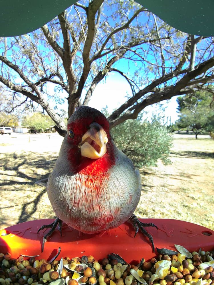 General Pyrrhuloxia comparison