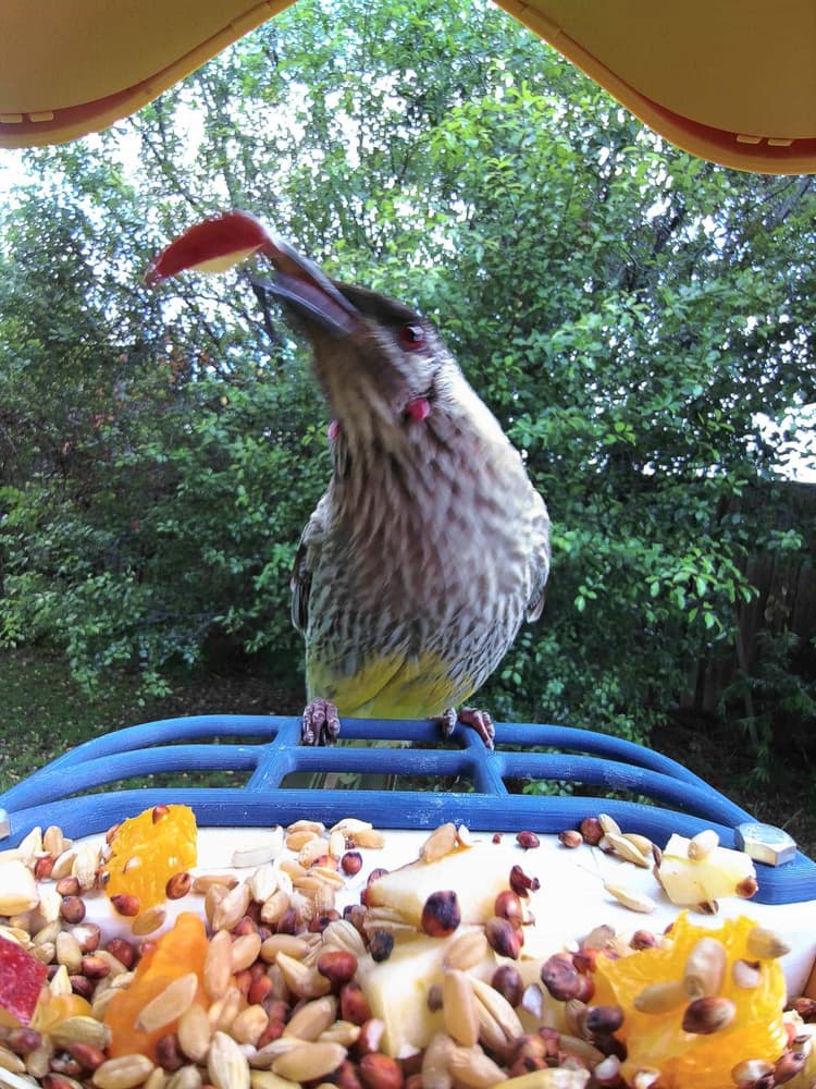 General Red Wattlebird comparison