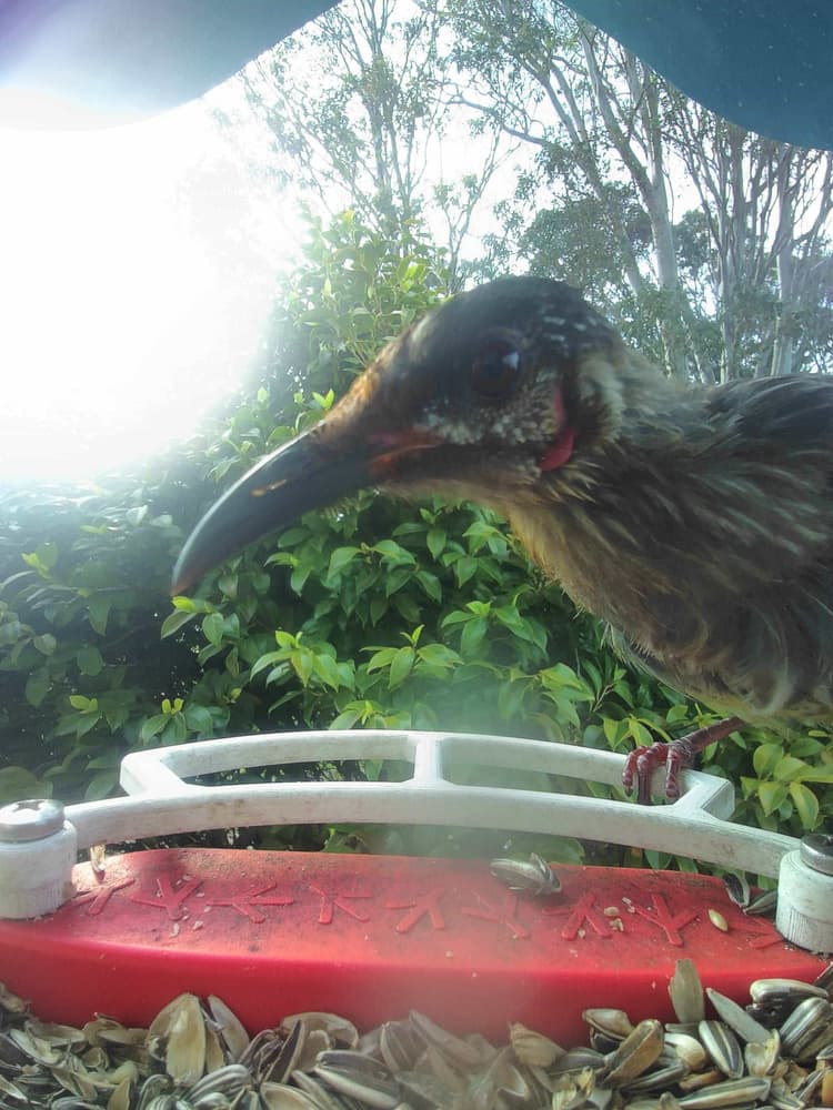 General Red Wattlebird comparison