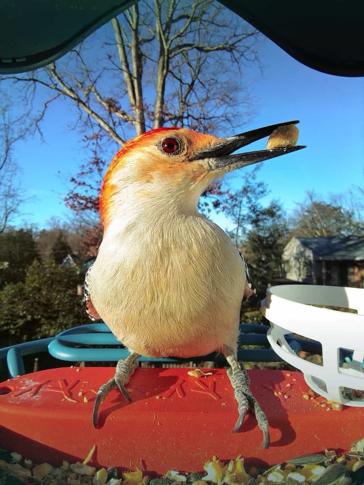 General Red-Bellied Woodpecker comparison