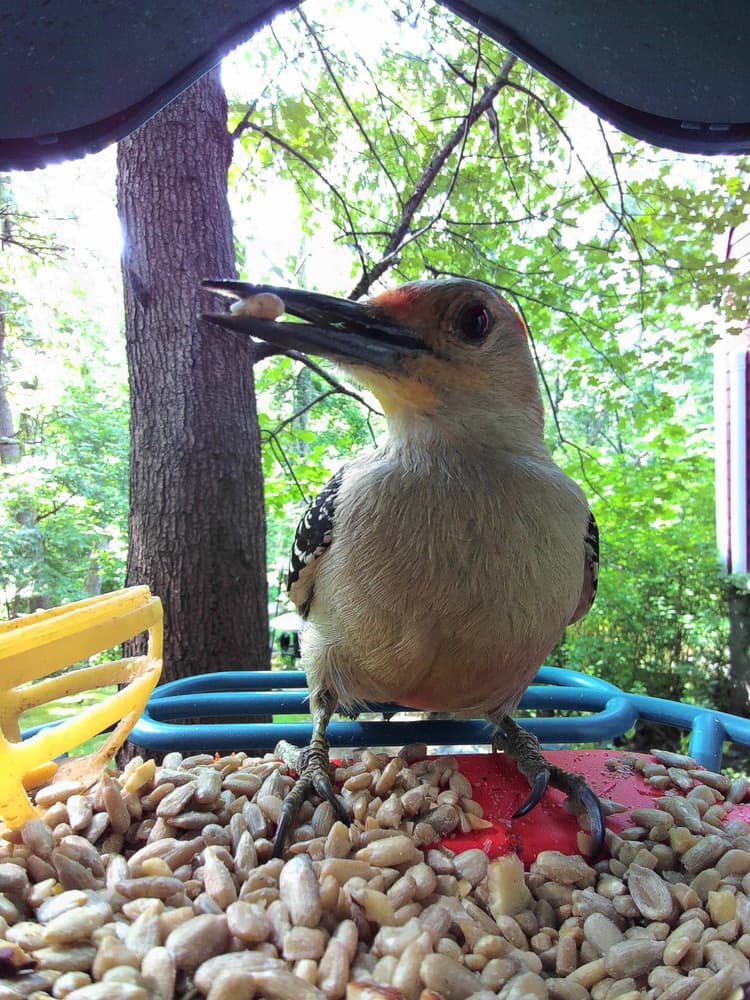 Adult female Red-Bellied Woodpecker