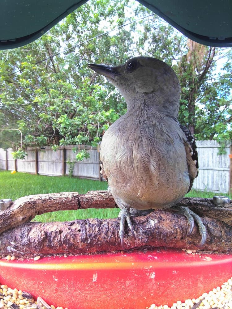 Juvenile Red-Bellied Woodpecker