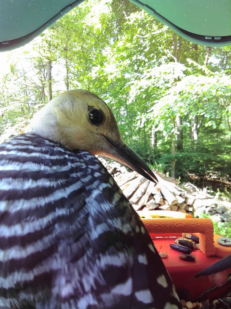 Juvenile Red-Bellied Woodpecker