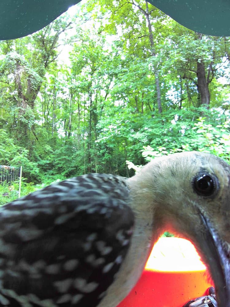 Juvenile Red-Bellied Woodpecker