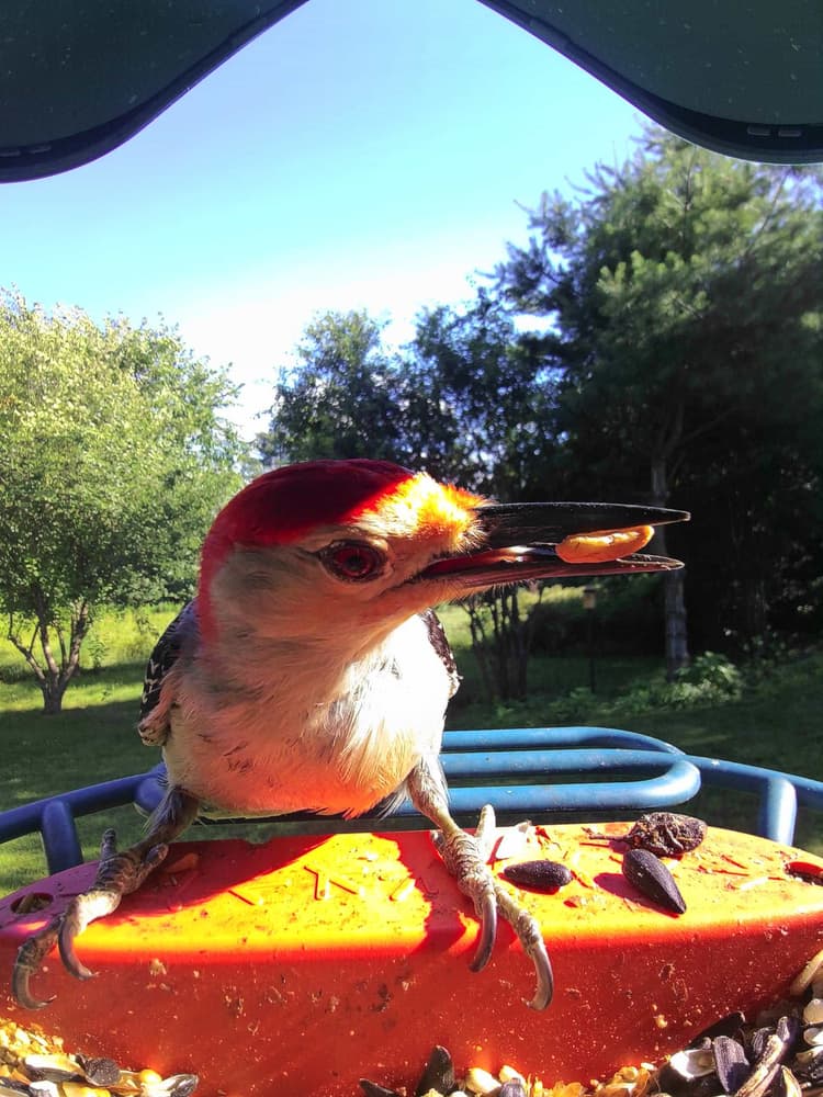 Adult male Red-Bellied Woodpecker