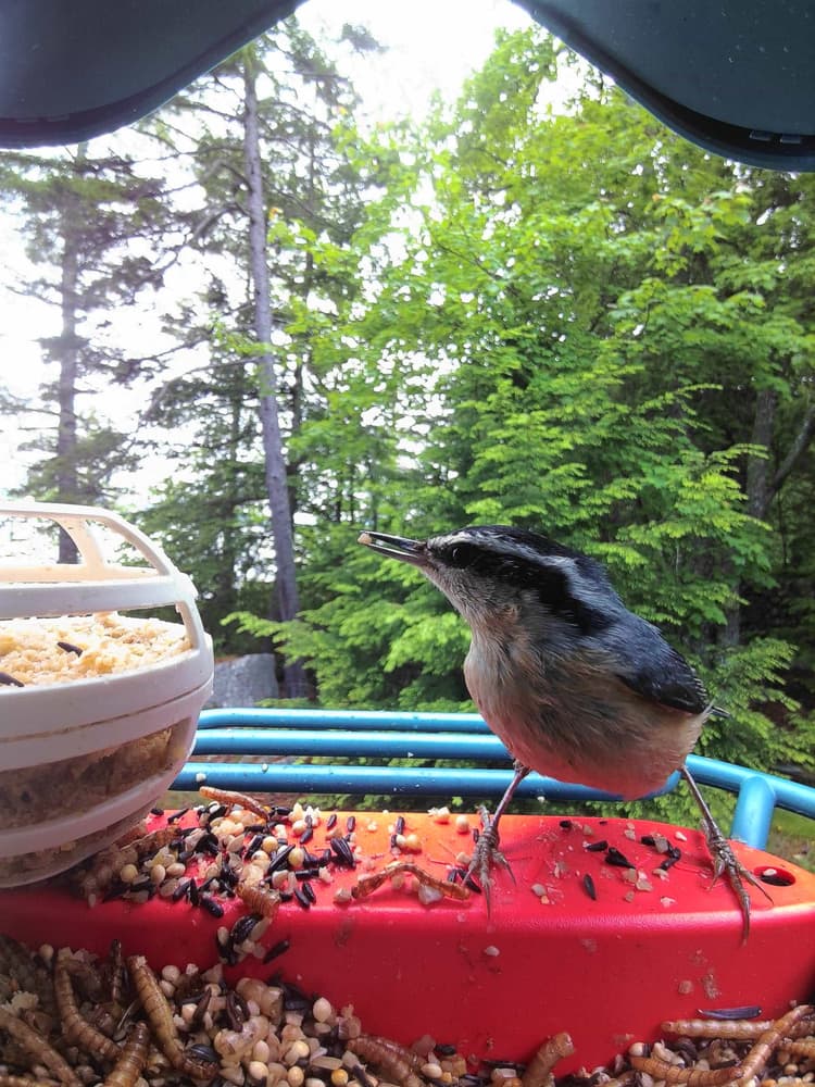 General Red-Breasted Nuthatch comparison