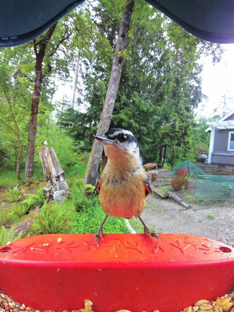 General Red-Breasted Nuthatch comparison