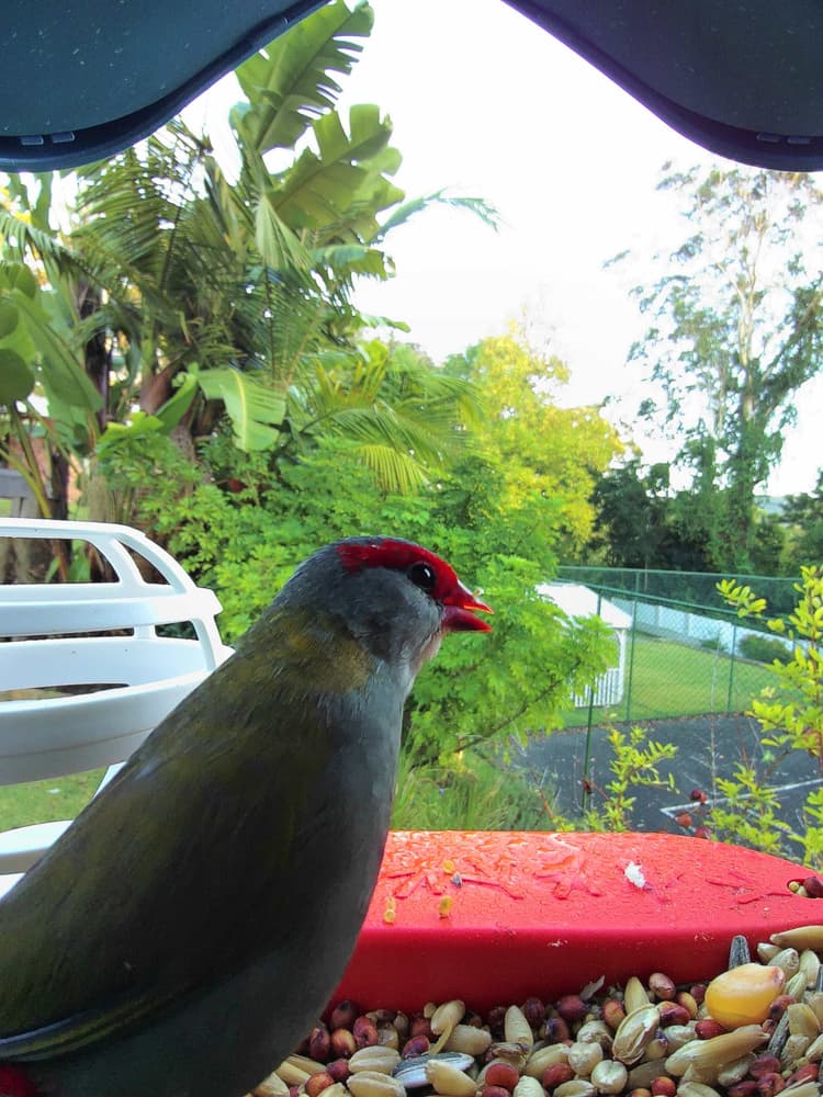 General Red-Browed Finch comparison