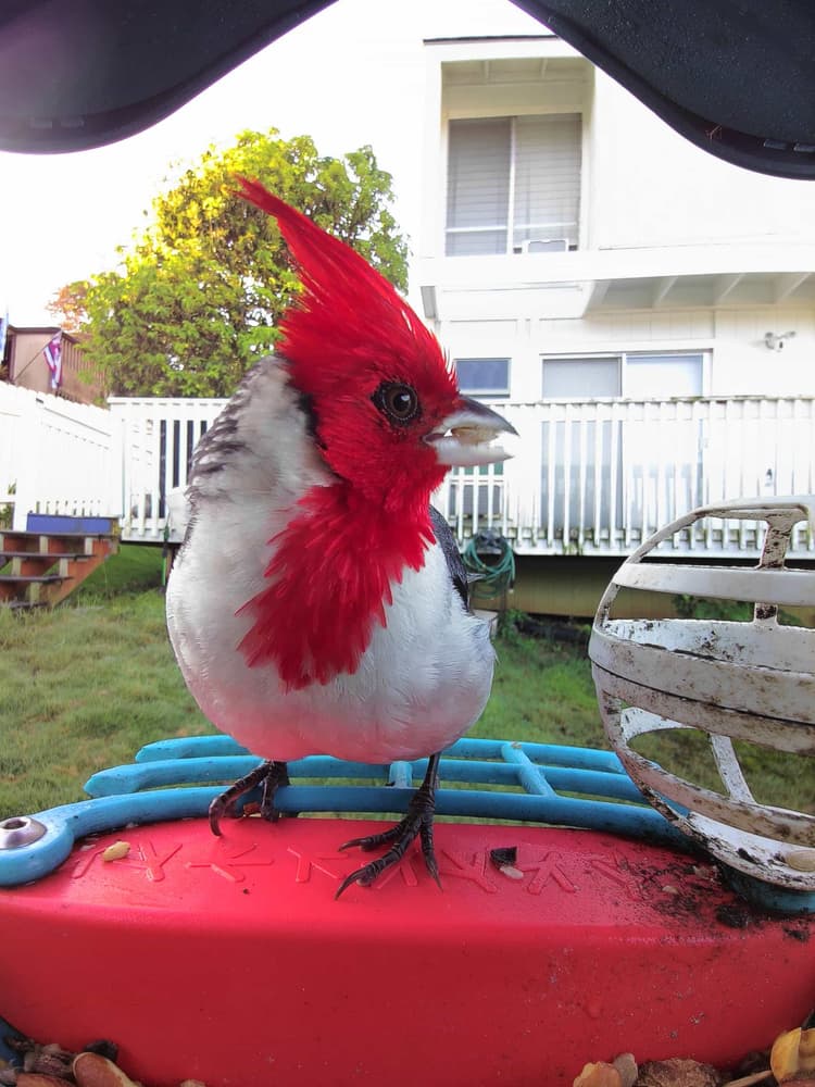 General Red-Crested Cardinal comparison