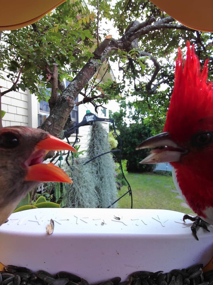 General Red-Crested Cardinal comparison