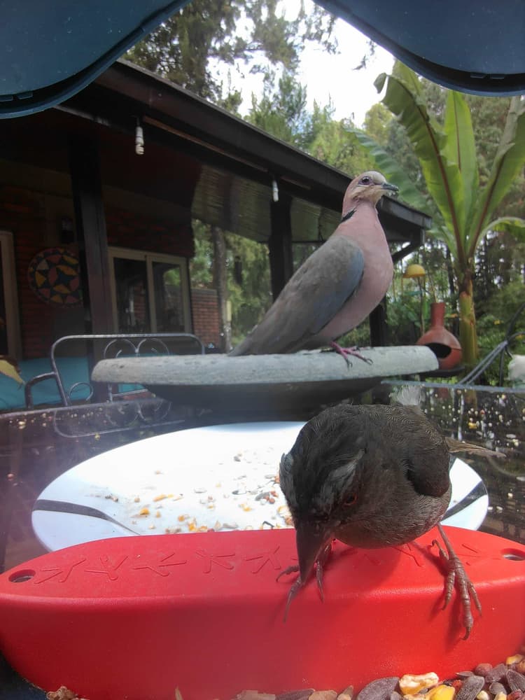 General Red-Eyed Dove comparison