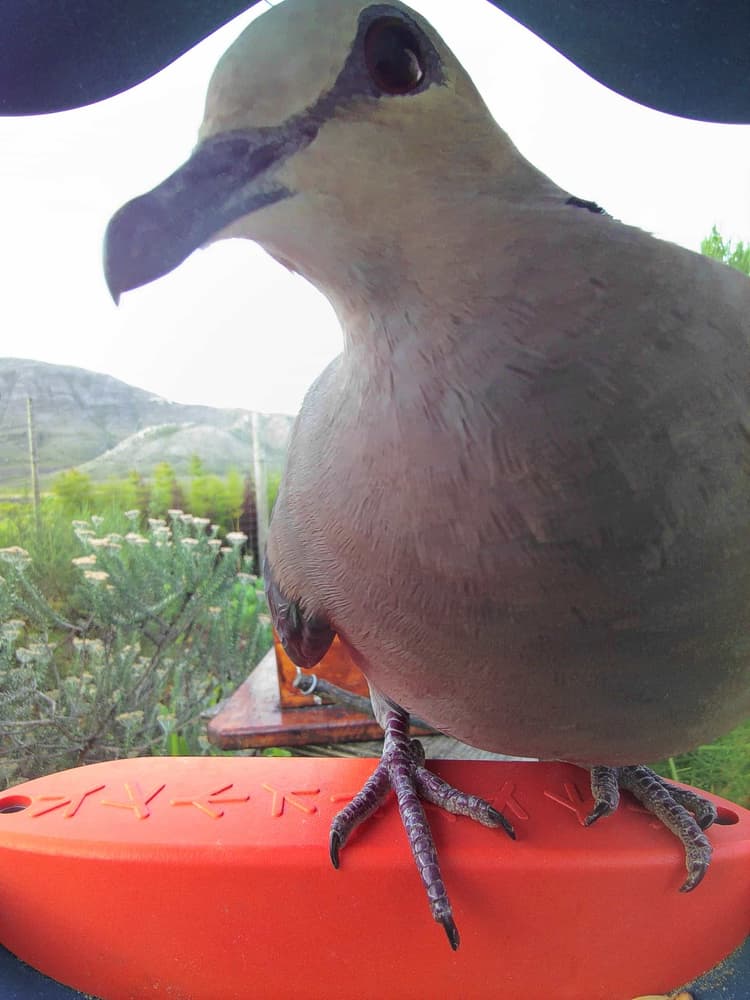General Red-Eyed Dove comparison