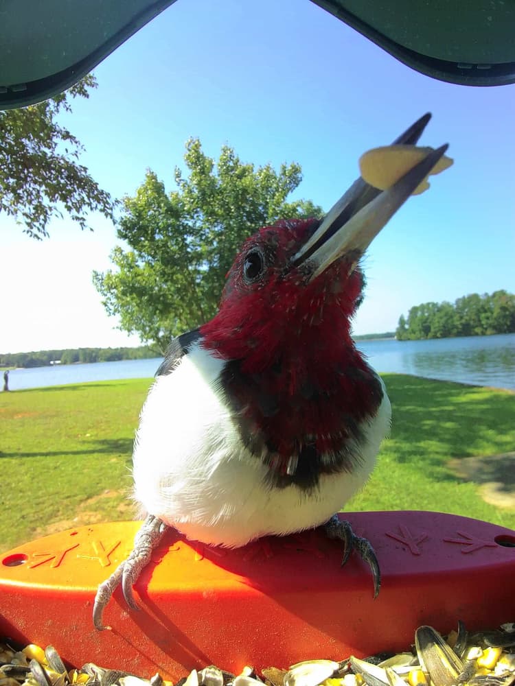 General Red-Headed Woodpecker comparison