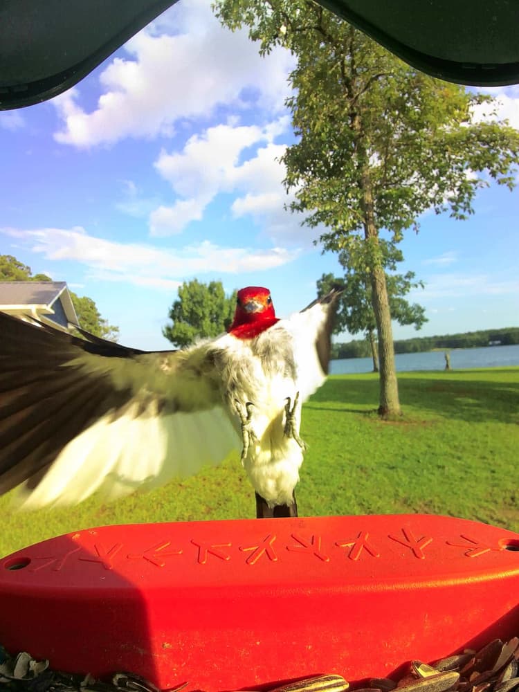 General Red-Headed Woodpecker comparison