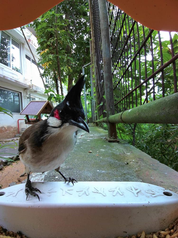General Red-Whiskered Bulbul comparison