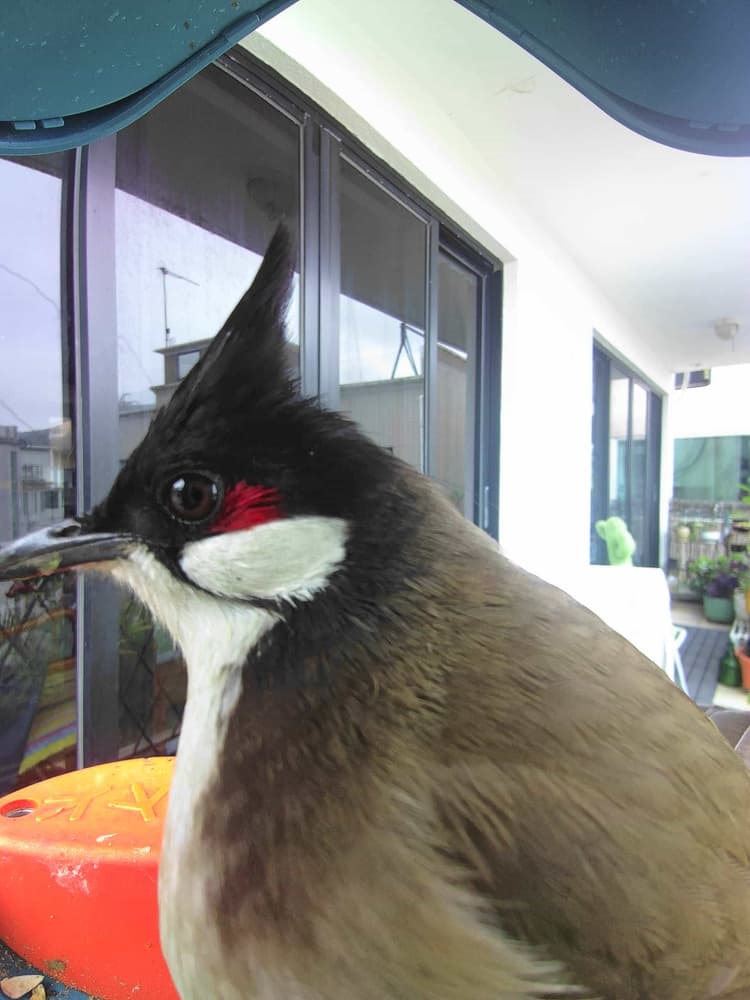 General Red-Whiskered Bulbul comparison