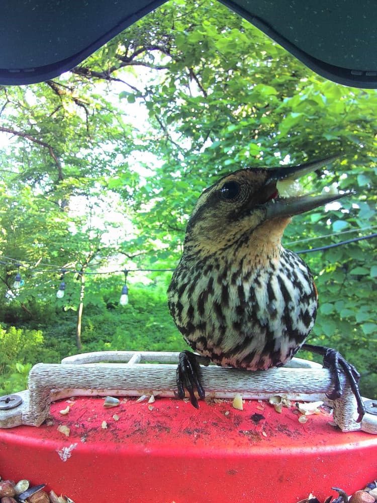 General Red-Winged Blackbird comparison