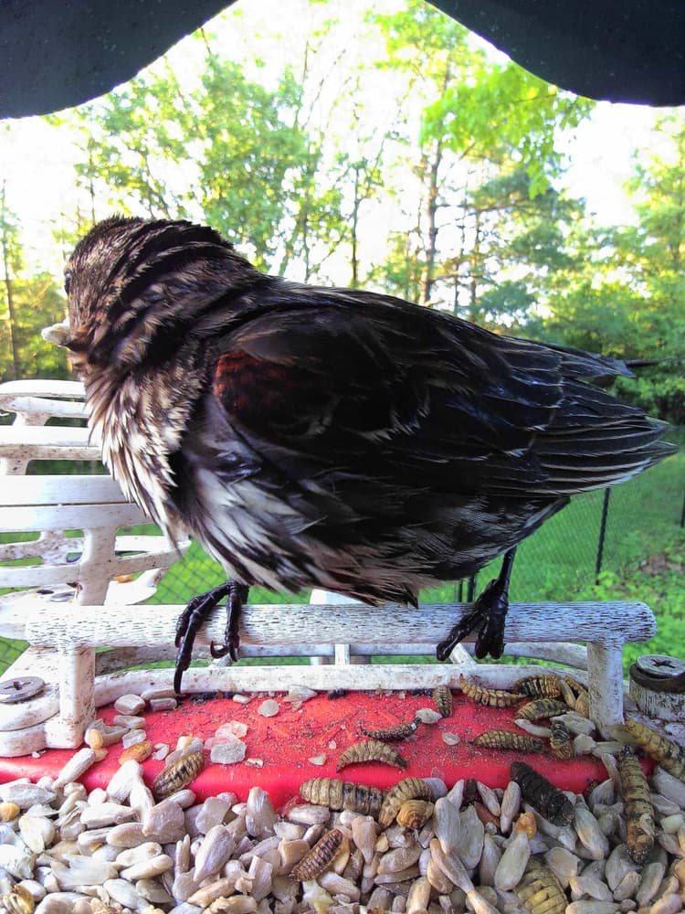 General Red-Winged Blackbird comparison