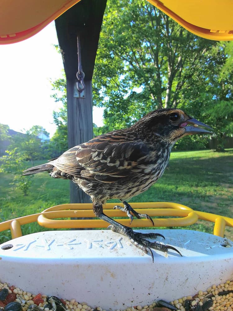 Adult female Red-Winged Blackbird