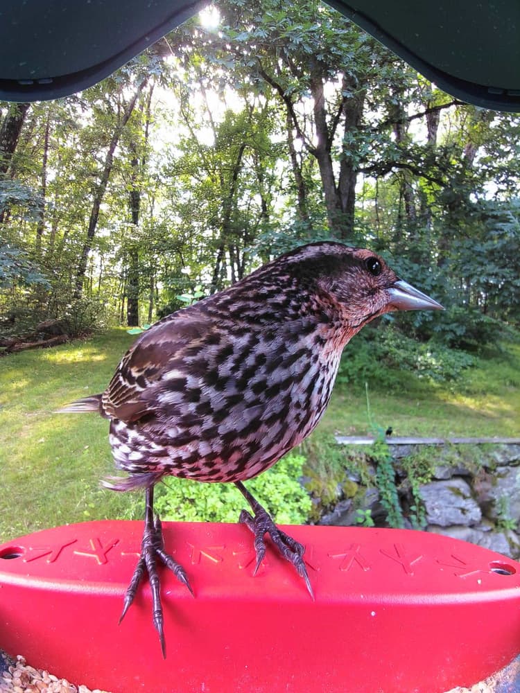 Juvenile Red-Winged Blackbird