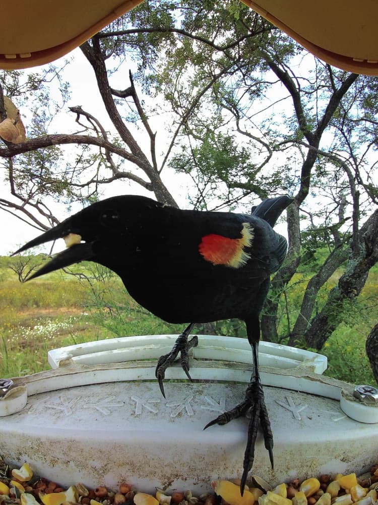 Adult male Red-Winged Blackbird