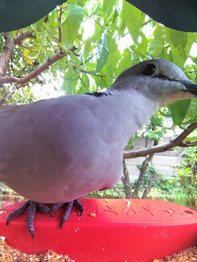 General Ring-Necked Dove comparison
