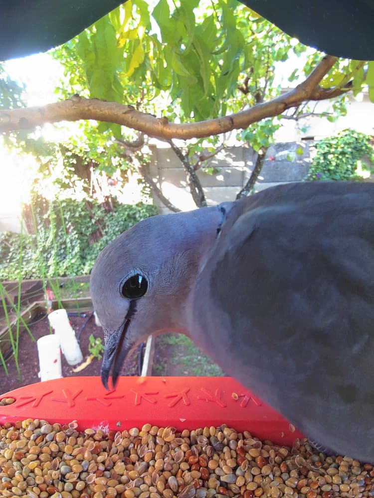 General Ring-Necked Dove comparison