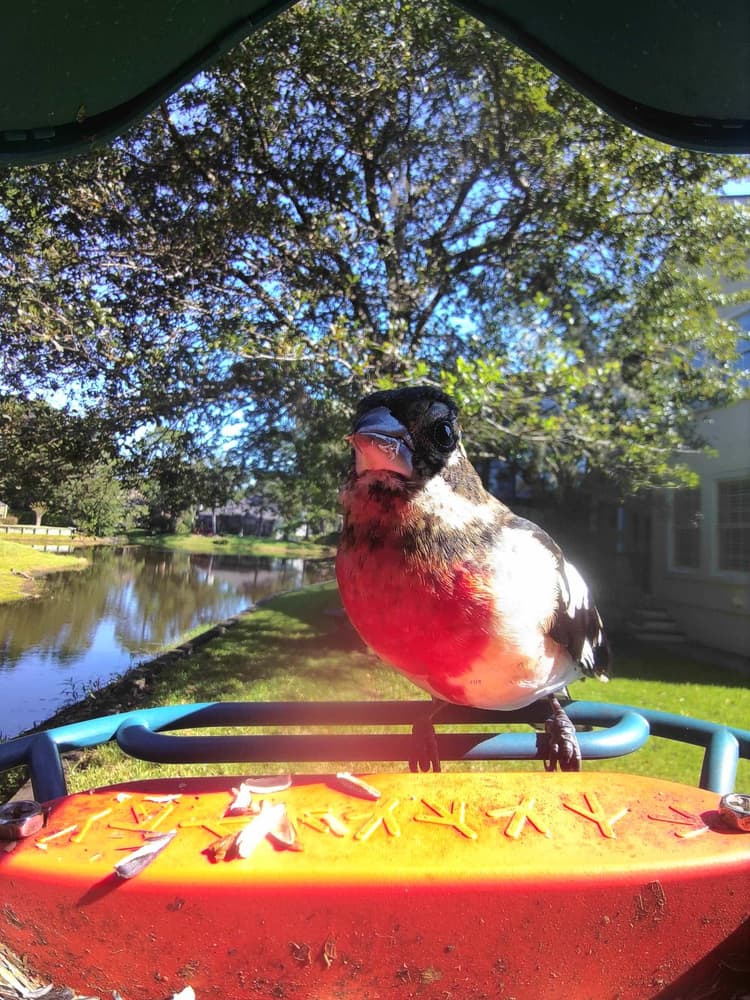 General Rose-Breasted Grosbeak comparison