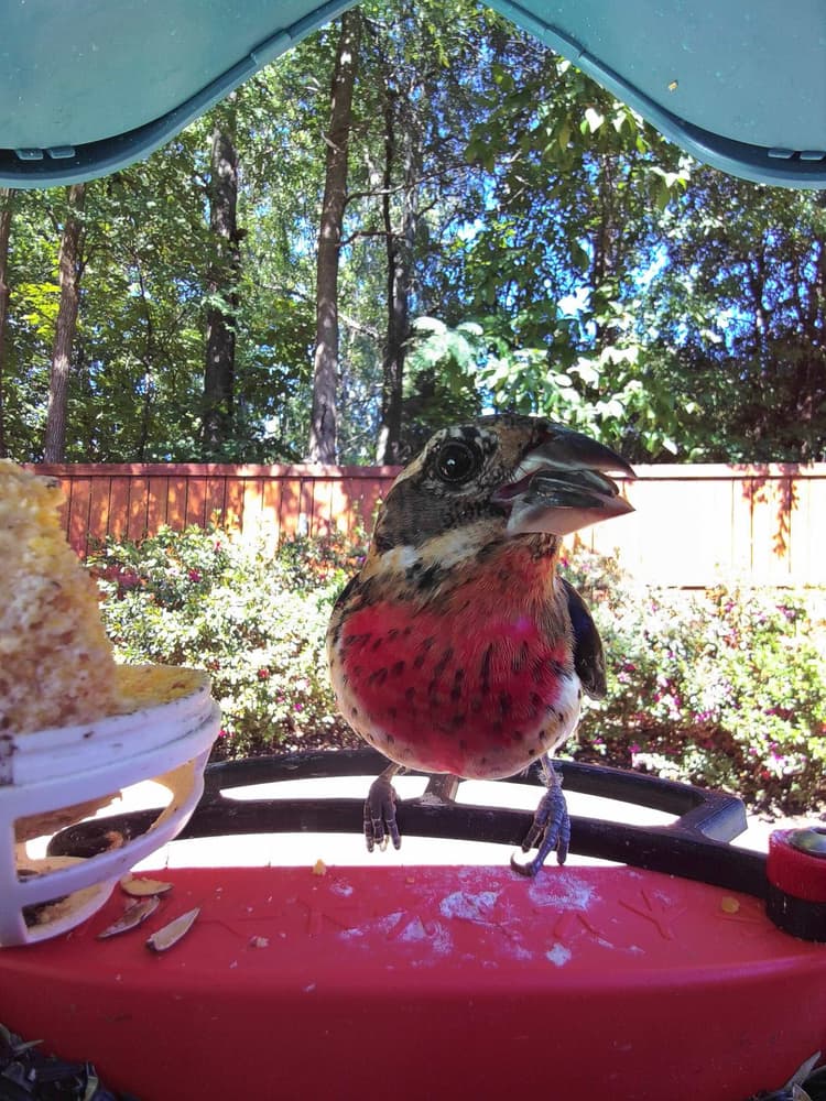 General Rose-Breasted Grosbeak comparison