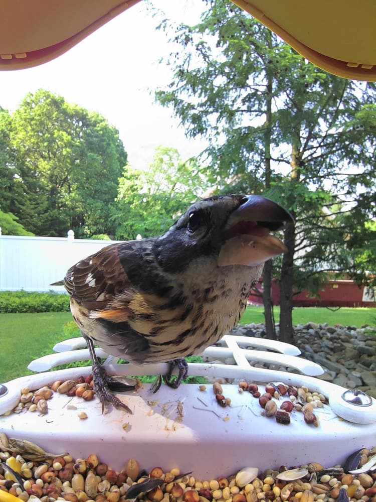 Adult female Rose-Breasted Grosbeak