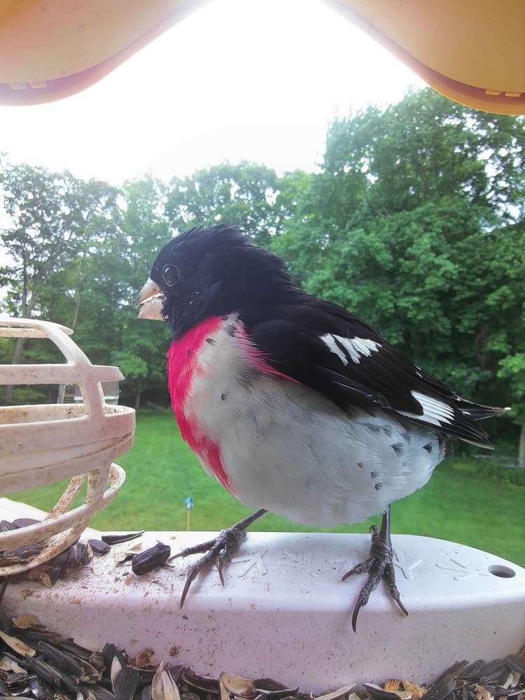 Juvenile Rose-Breasted Grosbeak