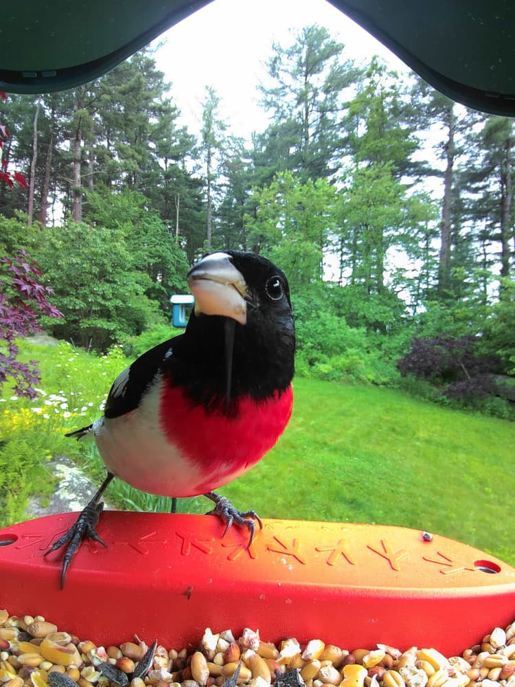 Adult male Rose-Breasted Grosbeak