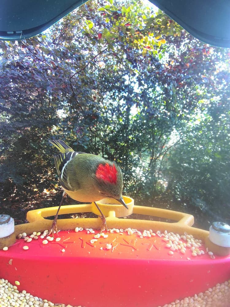 General Ruby-Crowned Kinglet comparison