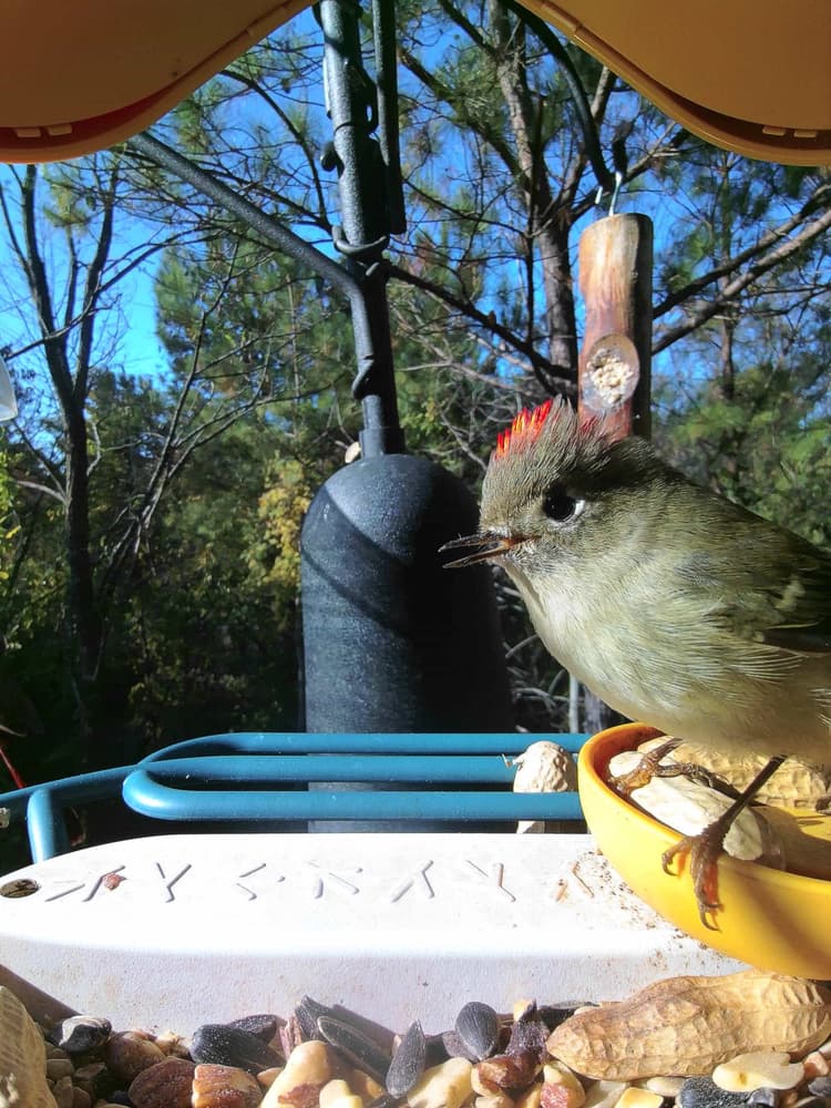 General Ruby-Crowned Kinglet comparison