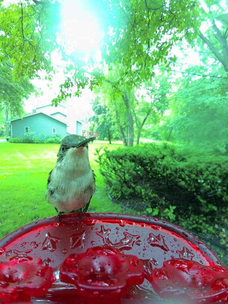 General Ruby-Throated Hummingbird comparison