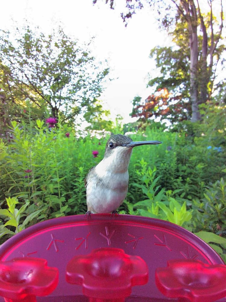 Adult female Ruby-Throated Hummingbird
