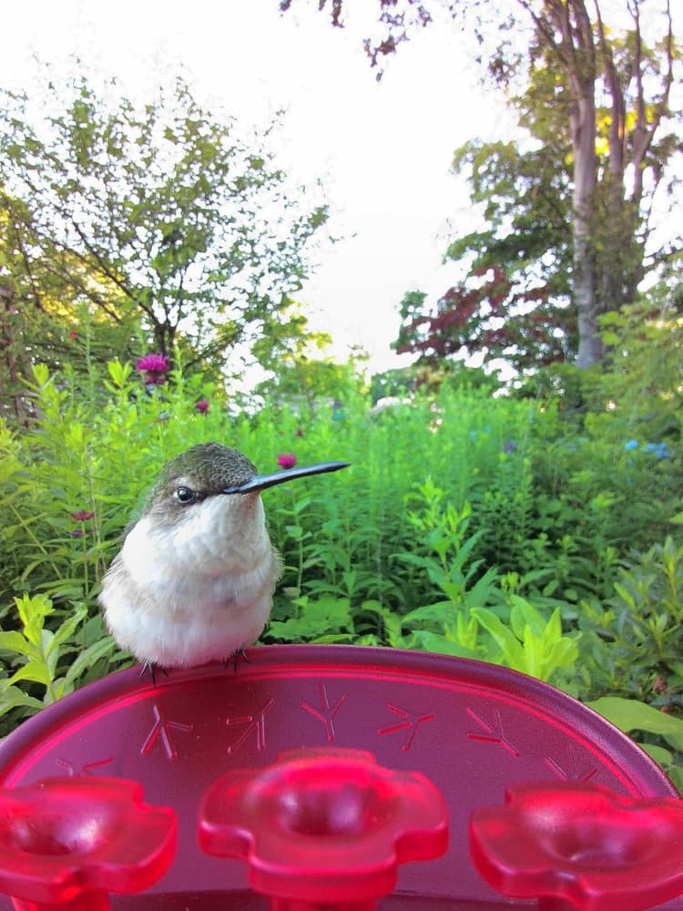 Juvenile Ruby-Throated Hummingbird