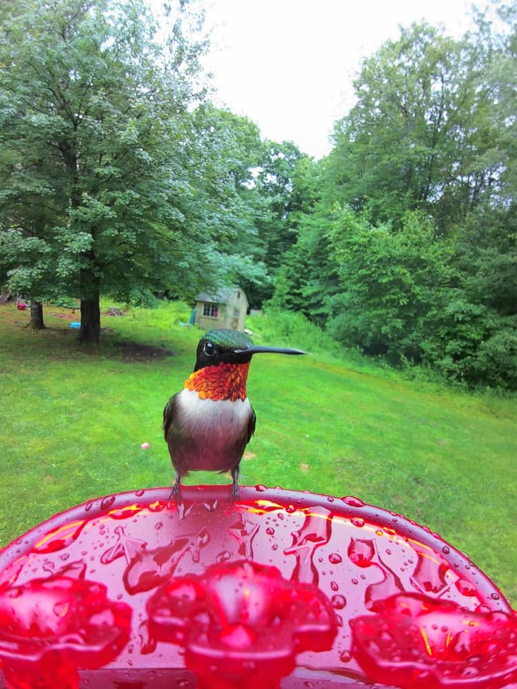 Adult male Ruby-Throated Hummingbird