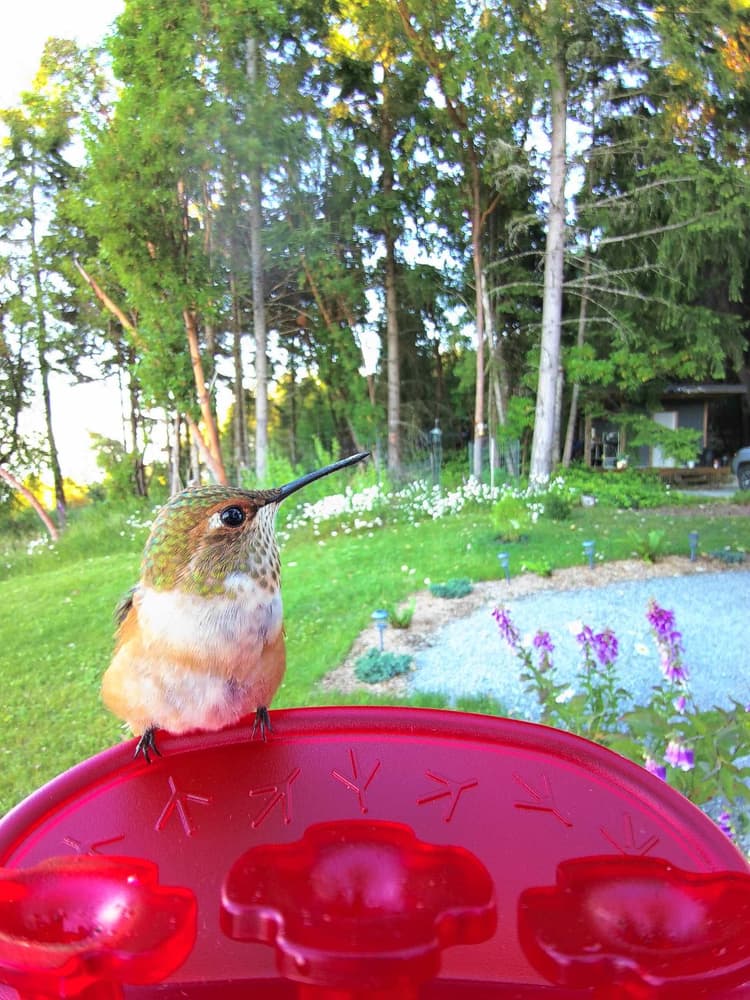 General Rufous Hummingbird comparison