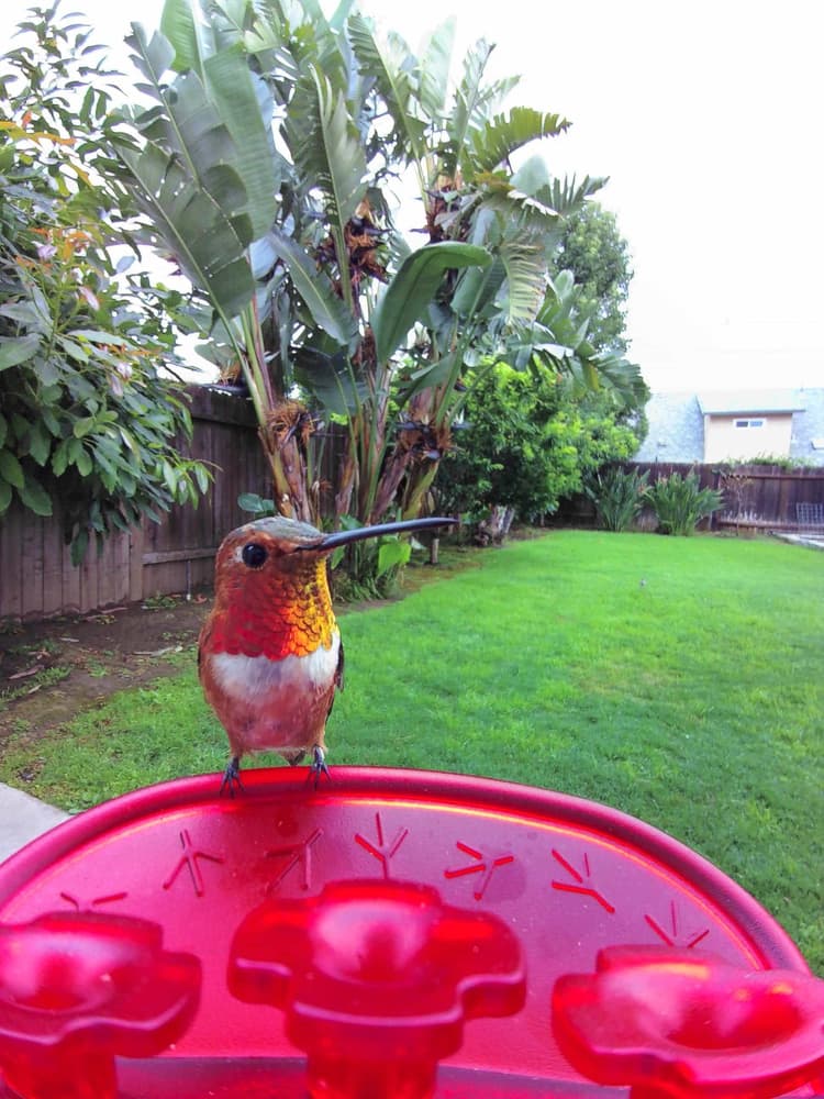 General Rufous Hummingbird comparison