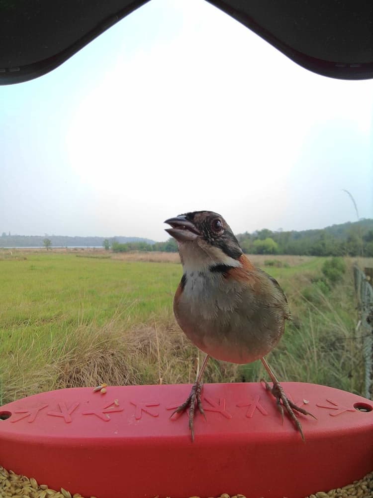 General Rufous-Collared Sparrow comparison