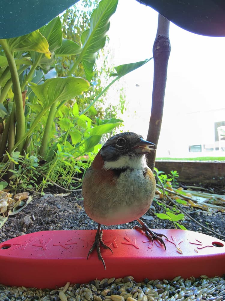 General Rufous-Collared Sparrow comparison