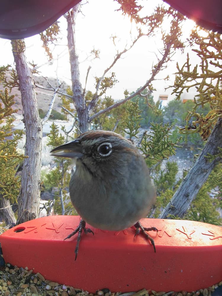 General Rufous-Crowned Sparrow comparison