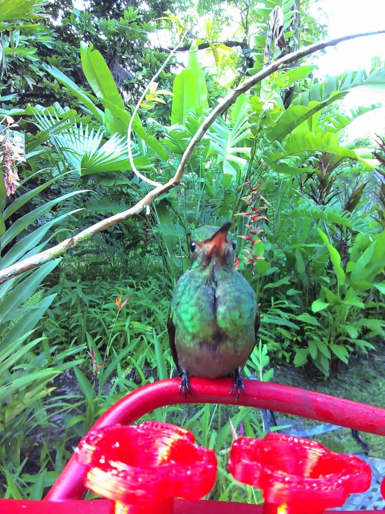 General Rufous-Tailed Hummingbird comparison
