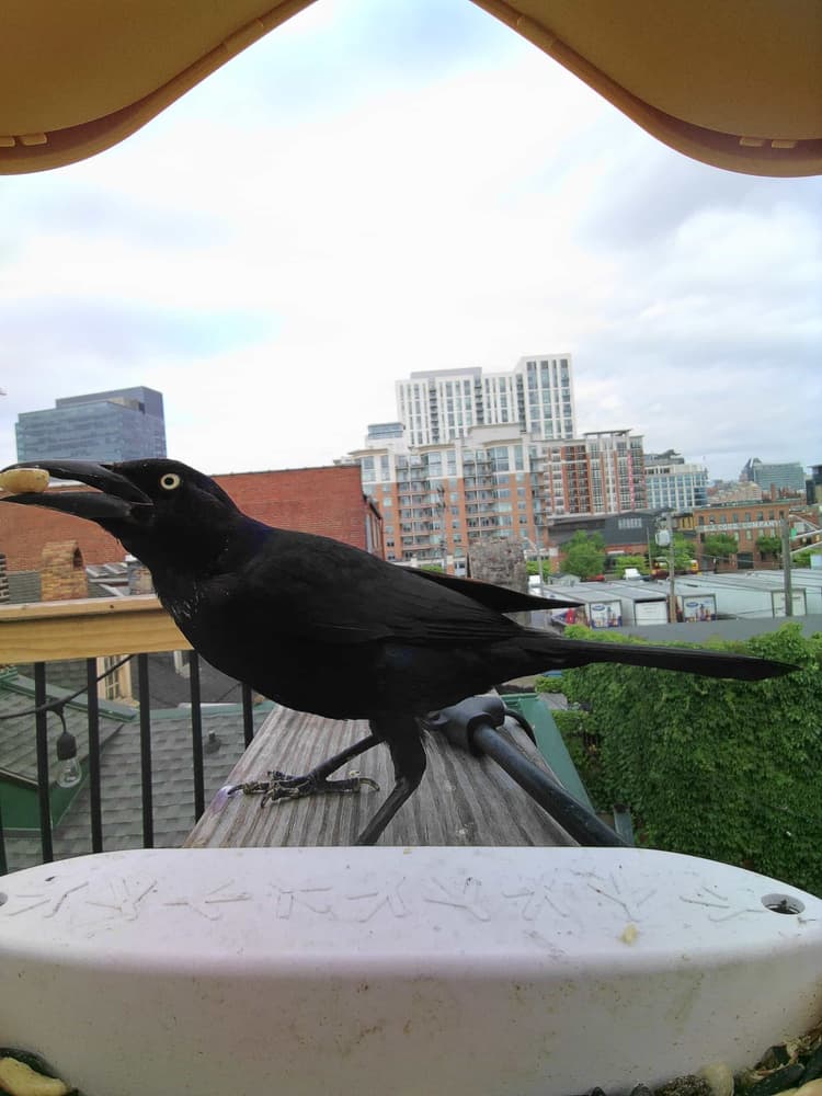 General Rusty Blackbird comparison