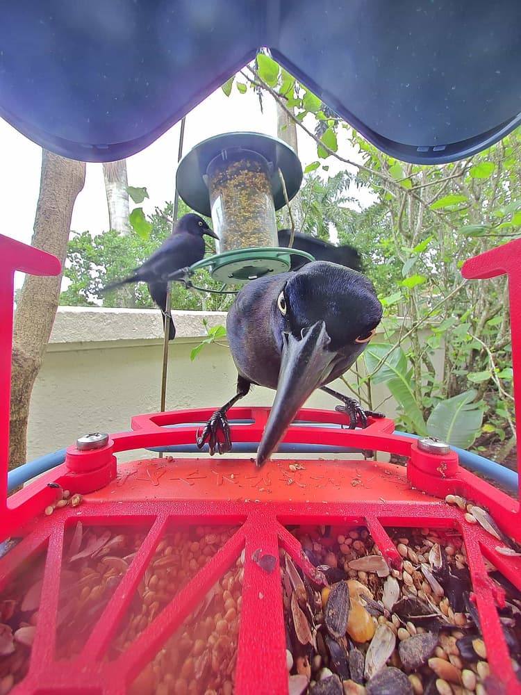 General Rusty Blackbird comparison