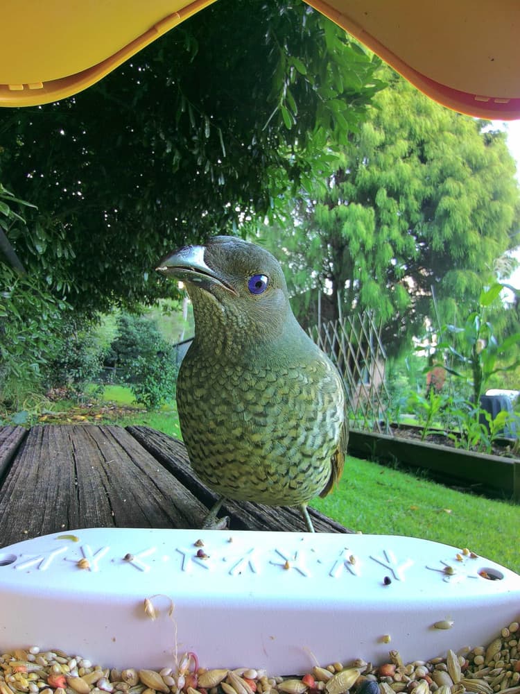 General Satin Bowerbird comparison