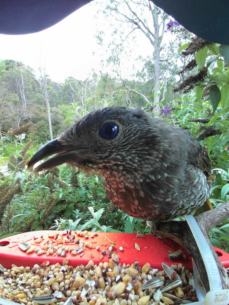 General Satin Bowerbird comparison